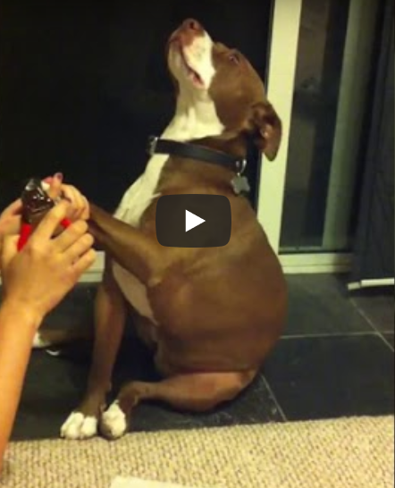 Ce chien, quel acteur !