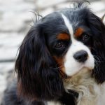 Cavalier King Charles