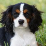 Cavalier King Charles
