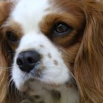 Cavalier King Charles