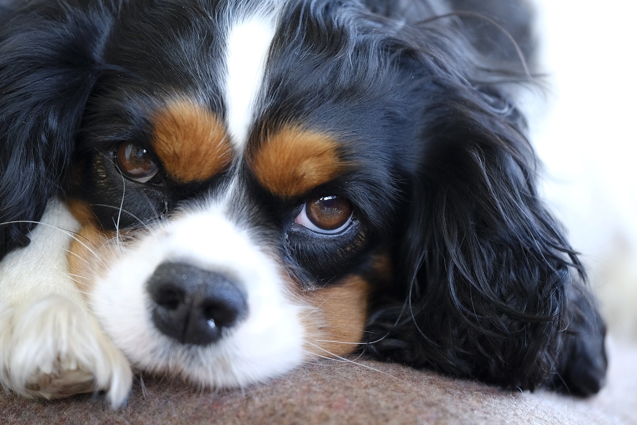 Cavalier King Charles.
