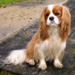 Cavalier King Charles