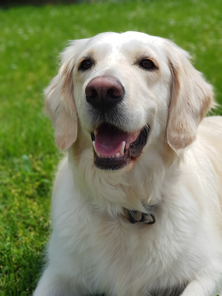 Labrador Retriever