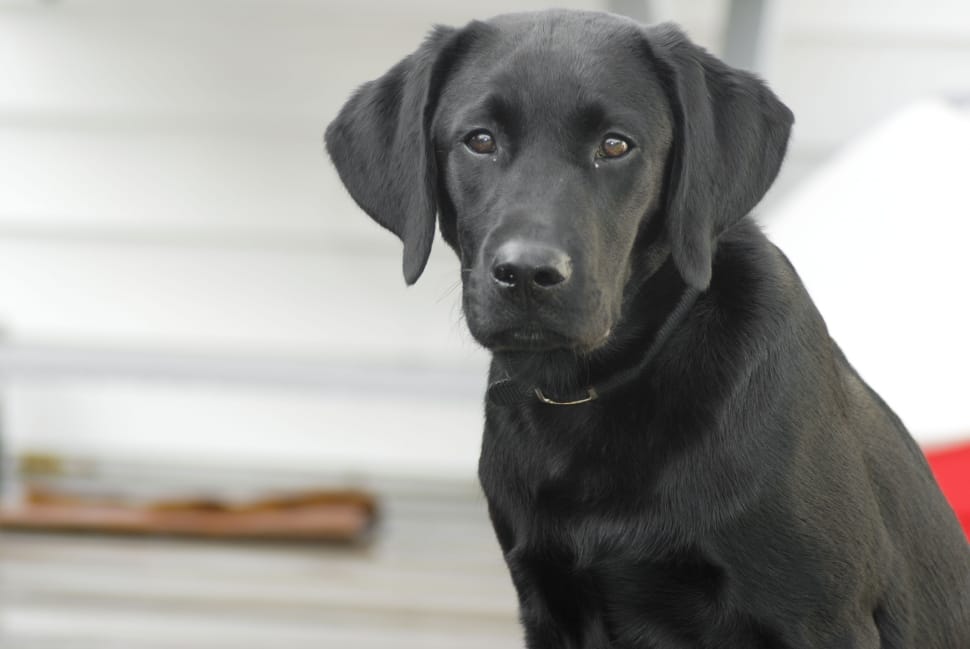 Labrador Retriever