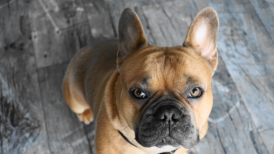 Photo du Bouledogue Français.