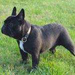 Photo du Bouledogue Français.