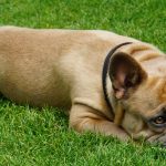 Photo du Bouledogue Français.
