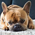 Photo du Bouledogue Français.