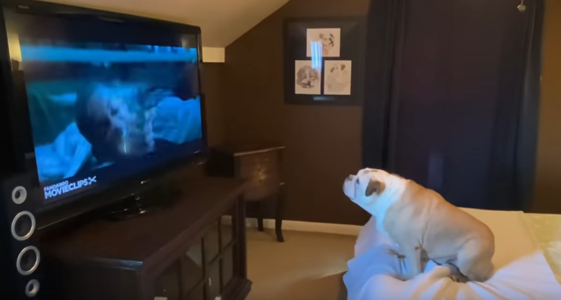 Un bulldog à fond dans son film !