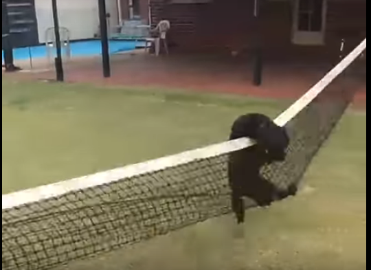 Chien se prend dans un filet de tennis.