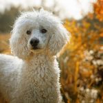 Photo d'un caniche.