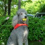 Photo d'un caniche.