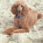 Photo d'un caniche.