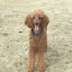 Photo d'un caniche.