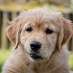 Photo d'un chiot Golden Retriever.