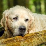 Photo du Golden Retriever.