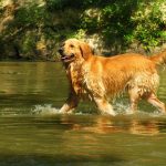 Photo du Golden Retriever dans l'eau.