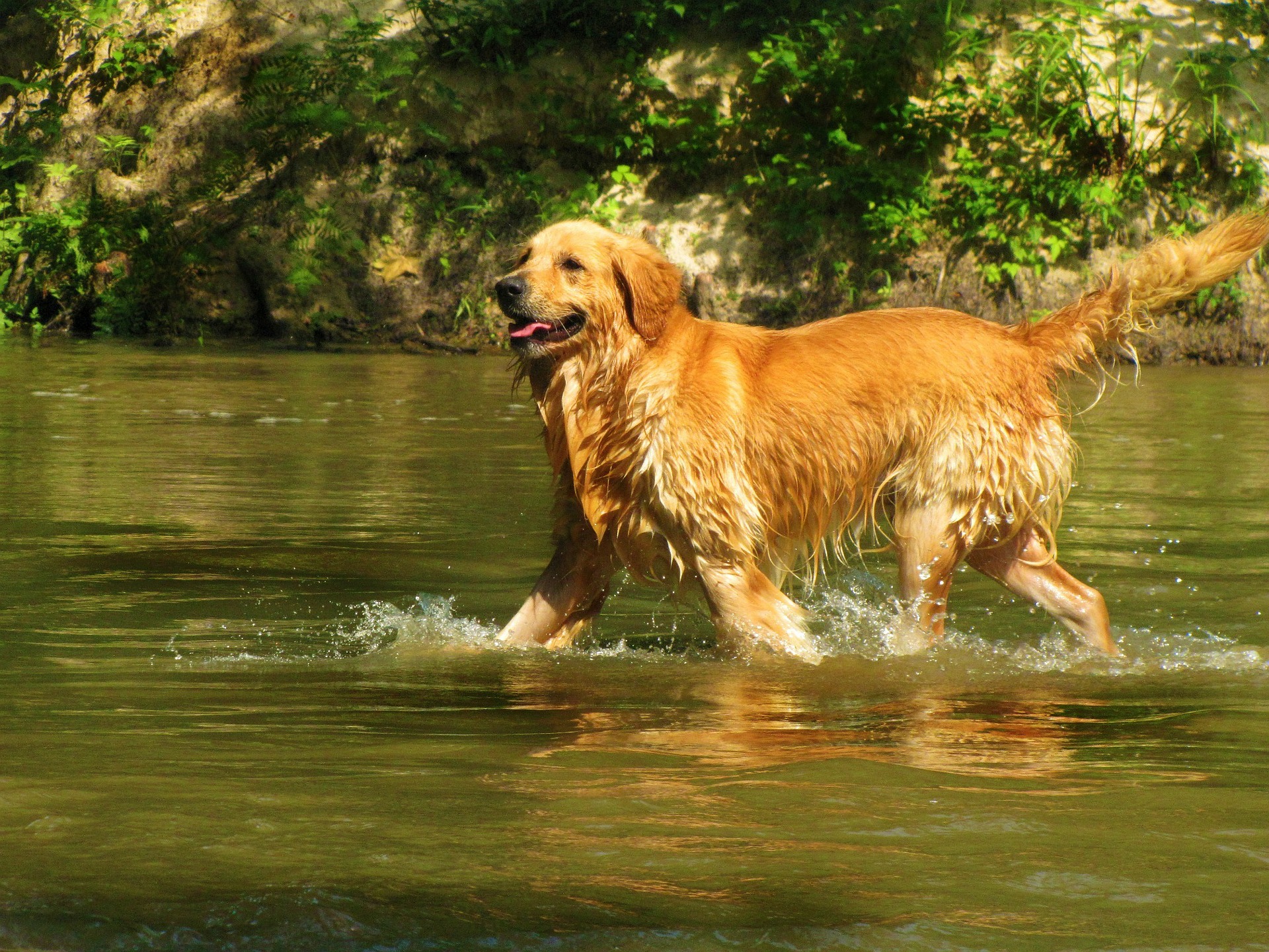 5 escapades aquatiques entre Lot et Dordogne avec votre chien