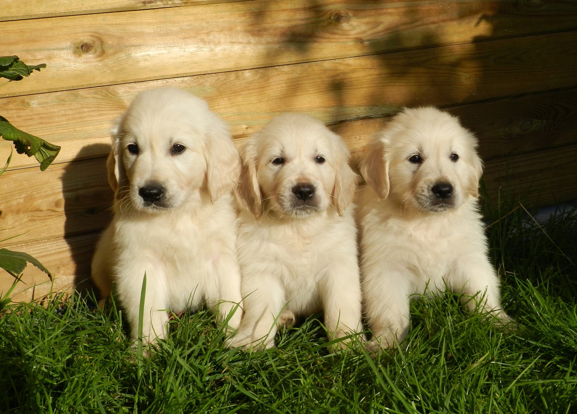 Trois chiots Golden Retriever.