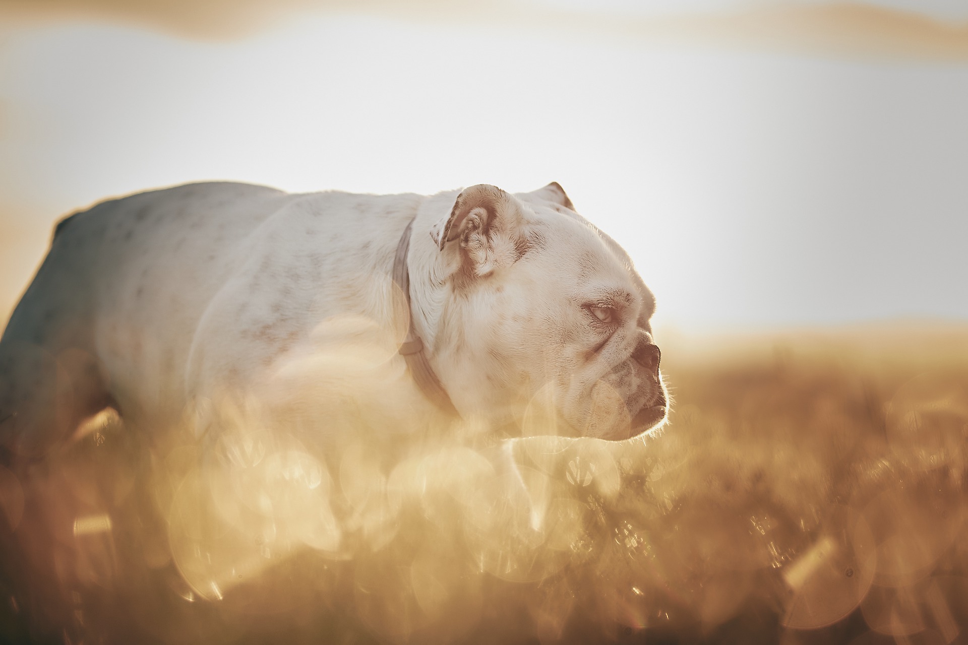Bulldog dans le soleil.