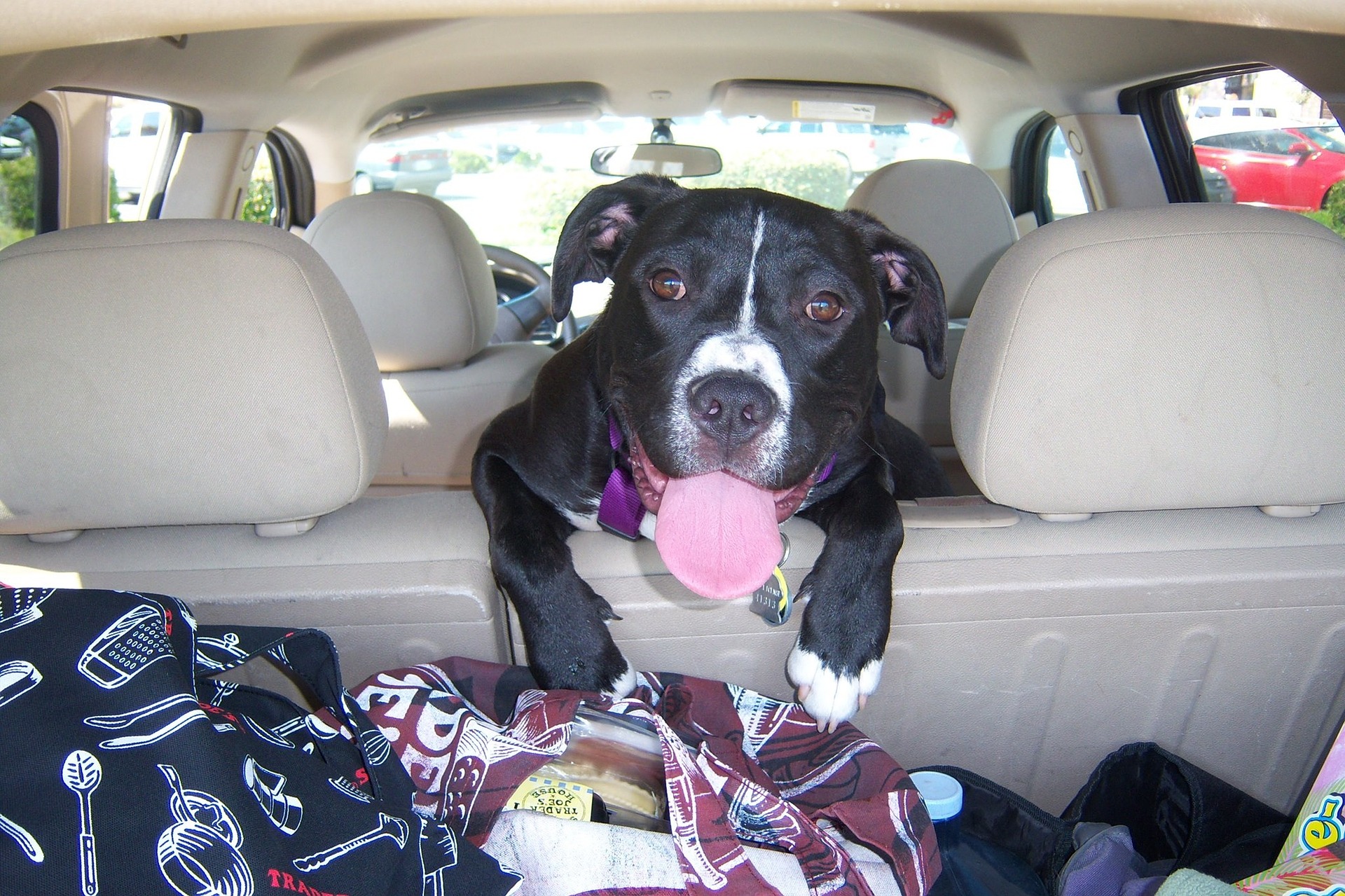 Chien en voiture.