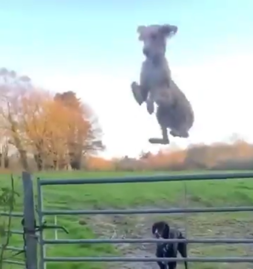 Quand un chien passe en mode hélicoptère.