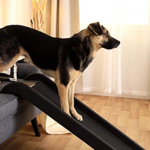 L’escalier ou la rampe pour ménager votre chien.