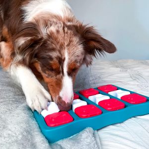 Top 5 des jeux d’intelligence et d’occupation pour chiens.