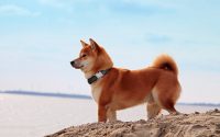 Le Shiba Inu.