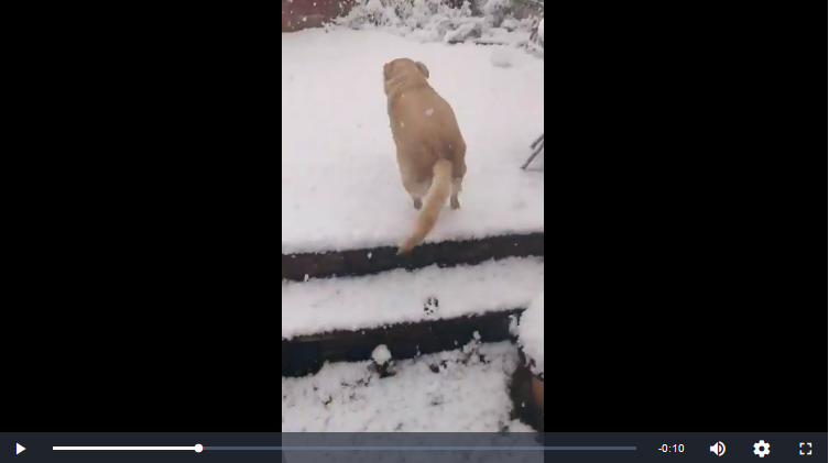 Sa chienne découvre la neige.