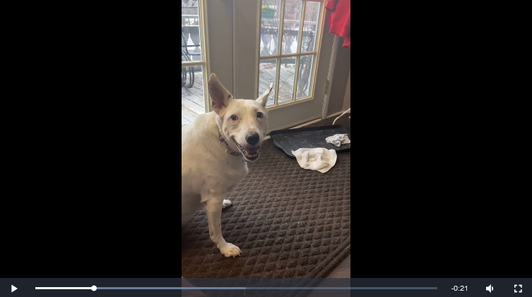 Reggie, une chienne sourde de naissance, aboie sans faire de bruit.