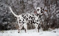 Dalmatien