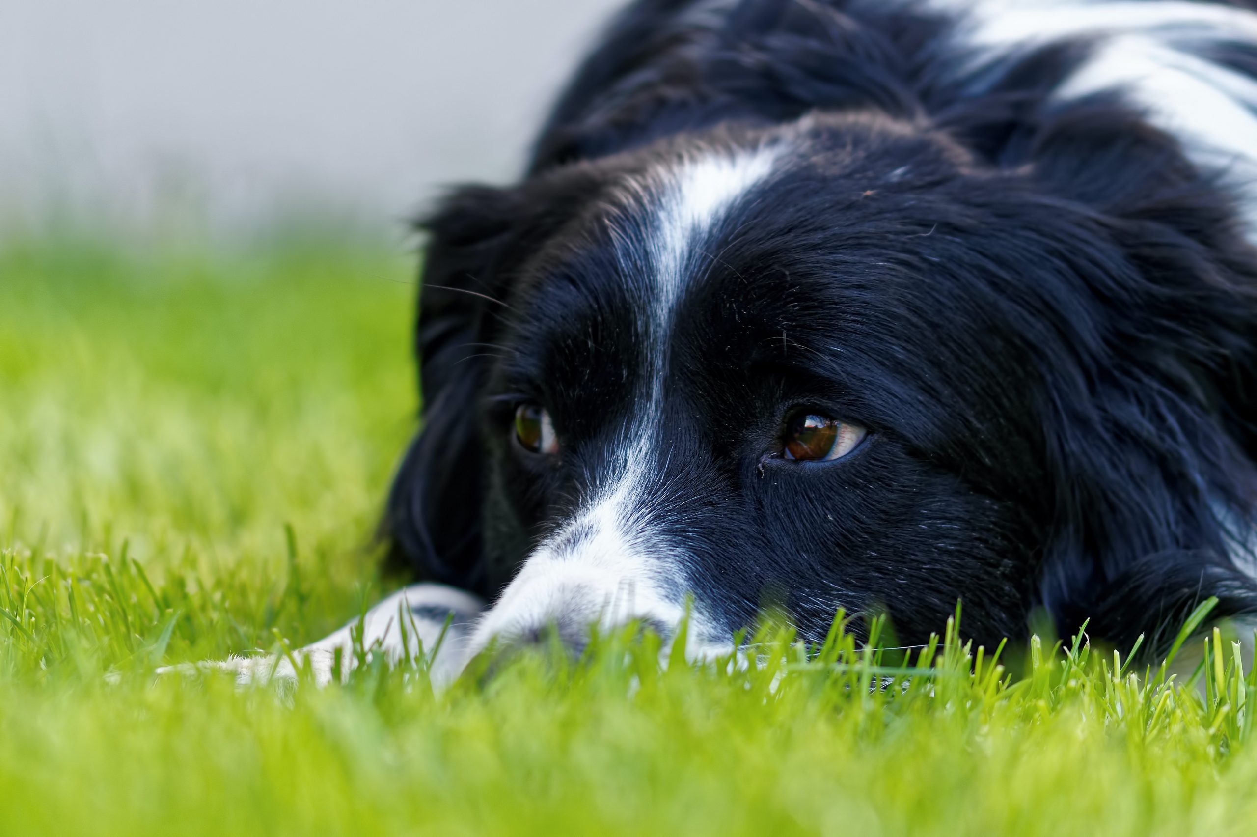 Le Border Collie est-il le chien le plus intelligent?