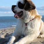 Saint Bernard à la plage