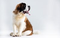 Le Saint Bernard