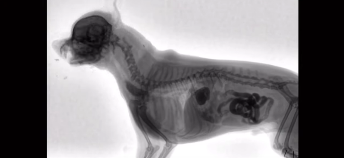 Que voit-on au rayons X quand un chien mange ?