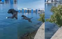 chienne plongeon dans la mer