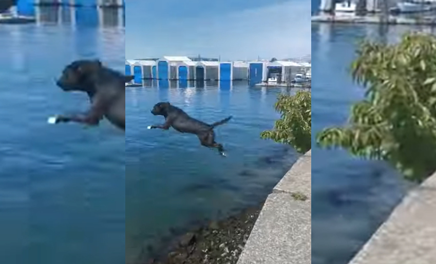 Une chienne adepte des plongeons.