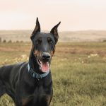 Le Doberman
