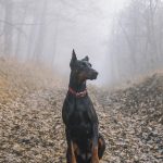 Le Doberman