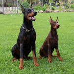 Le Doberman