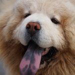 Chow-chow 3