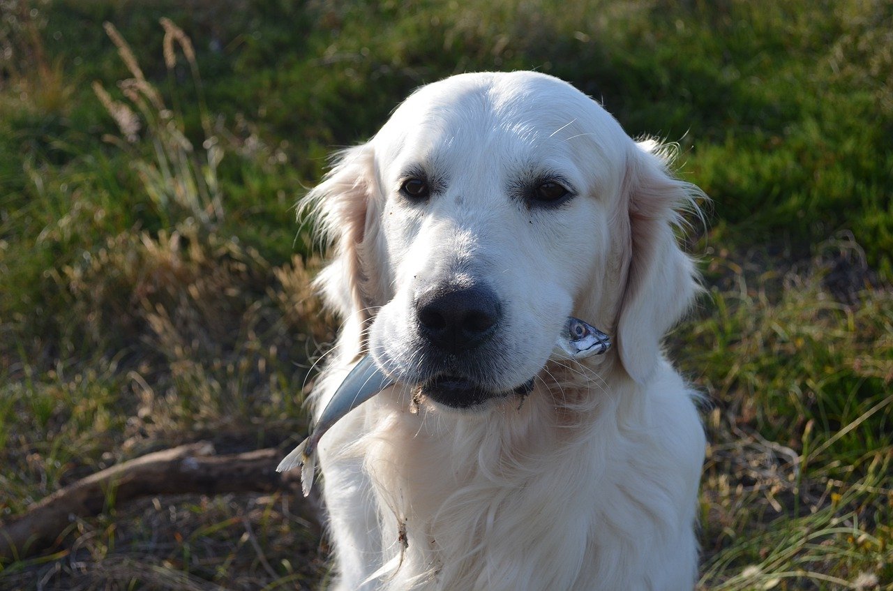 Donner du poisson à son chien