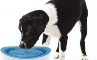 fontaine à eau pour chien Dogit