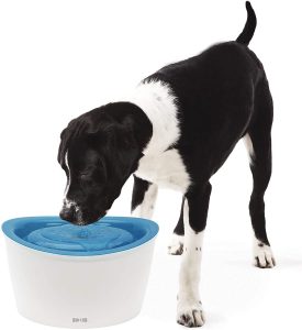 La fontaine à eau automatique pour chiens.
