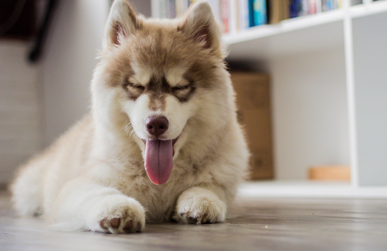 L'importance de vermifuger son chien