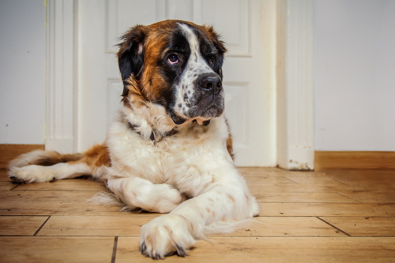 Dysplasie Saint Bernard