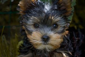 Chiot Yorkshire Terrier