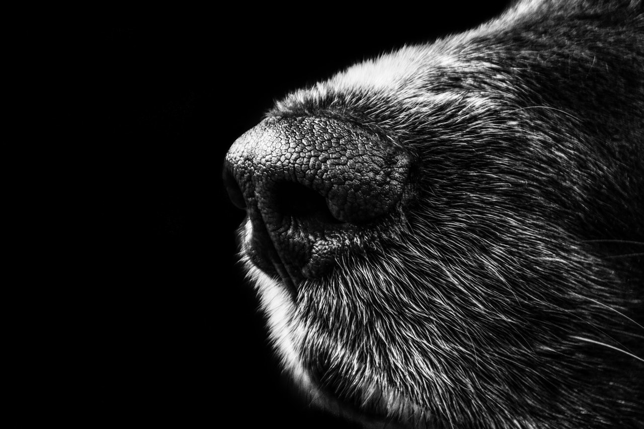 Los perros se comunican por el olfato