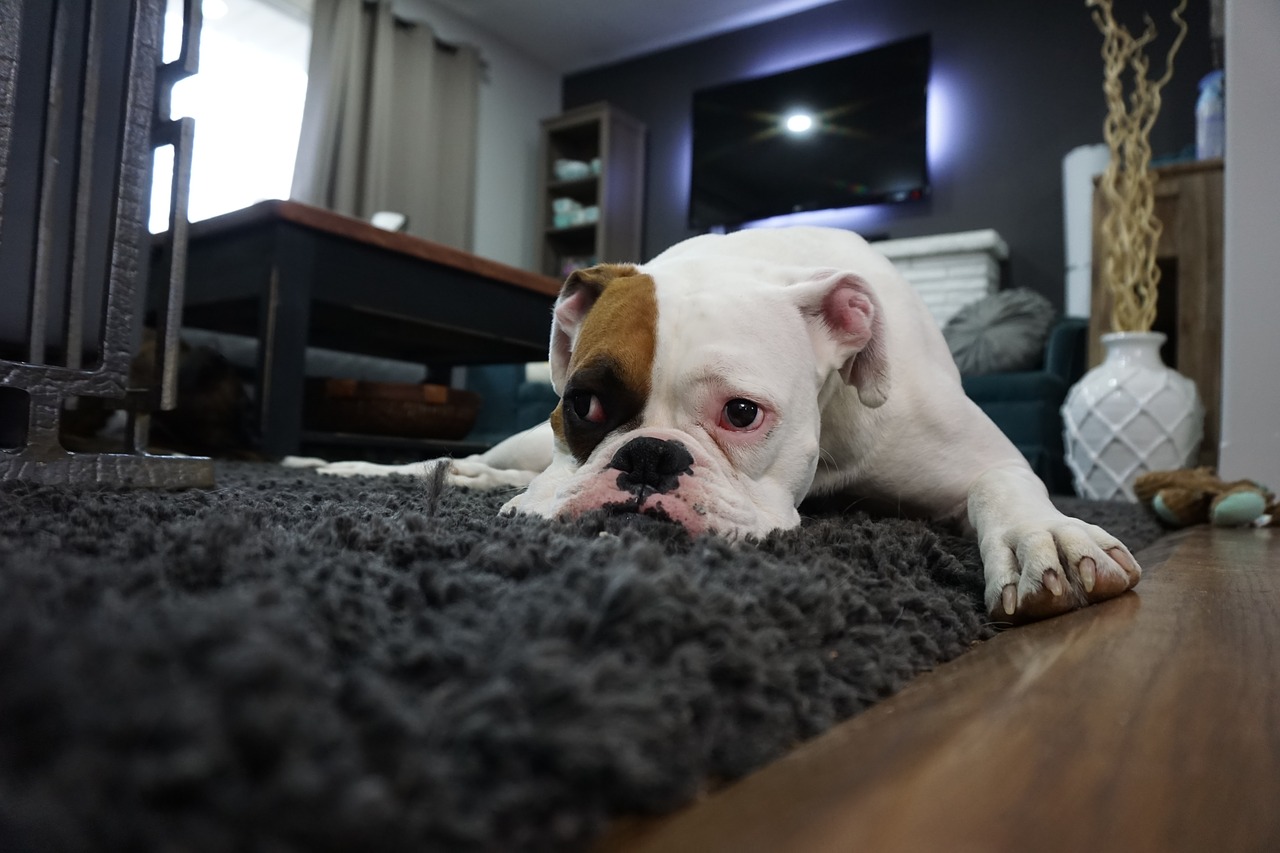 un chien qui lèche pour attirer l'attention